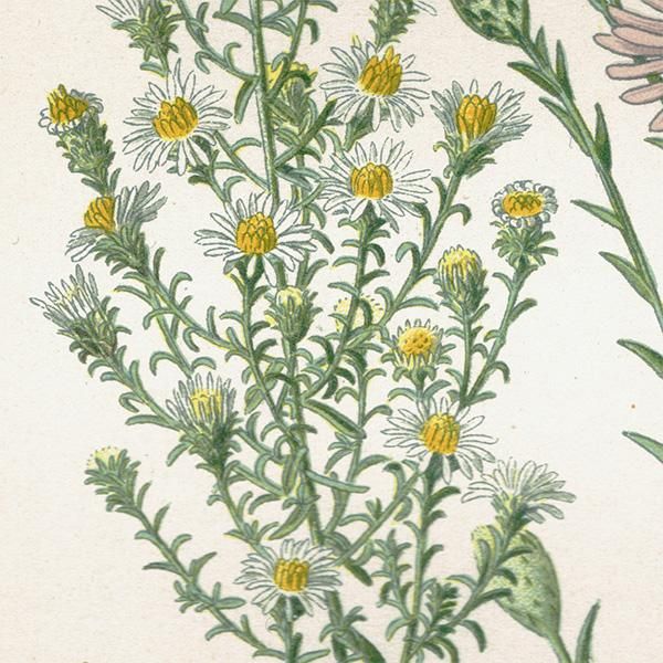 ꥹ ƥ ܥ˥륢 / ʪ ¿ MICHAELMAS DAISIES 椦󤮤ͧơ 1896ǯ 0641