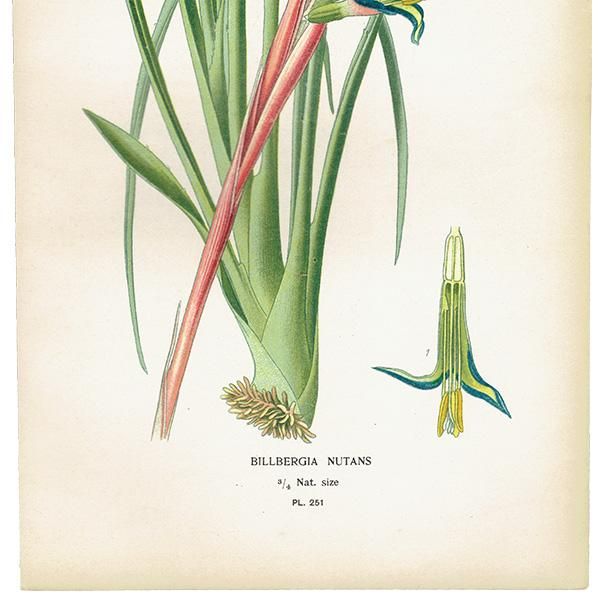 ꥹ ƥ ܥ˥륢 / ʪ ¿ BILLBERGIA NUTANS 襦饯ĥĥʥʥ 1896ǯ 0642