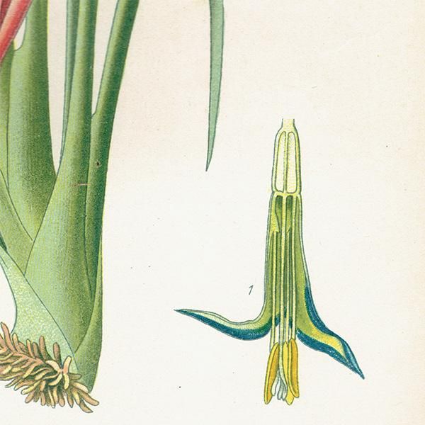 ꥹ ƥ ܥ˥륢 / ʪ ¿ BILLBERGIA NUTANS 襦饯ĥĥʥʥ 1896ǯ 0642