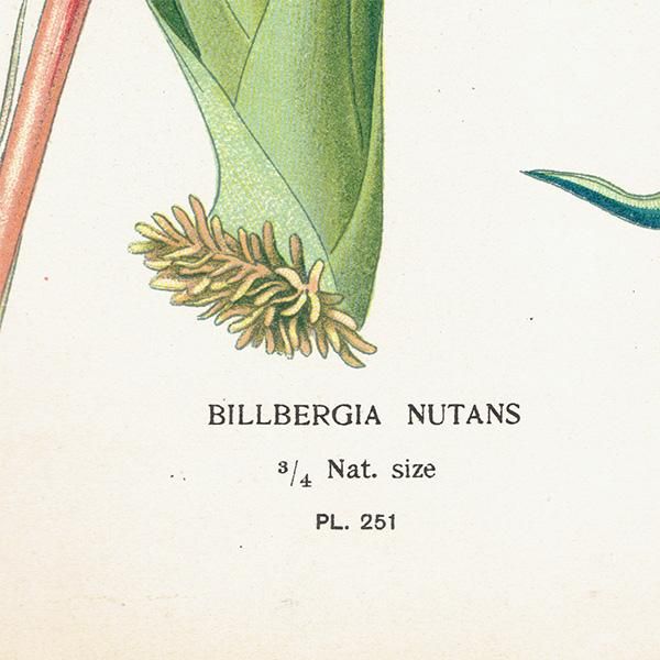 ꥹ ƥ ܥ˥륢 / ʪ ¿ BILLBERGIA NUTANS 襦饯ĥĥʥʥ 1896ǯ 0642