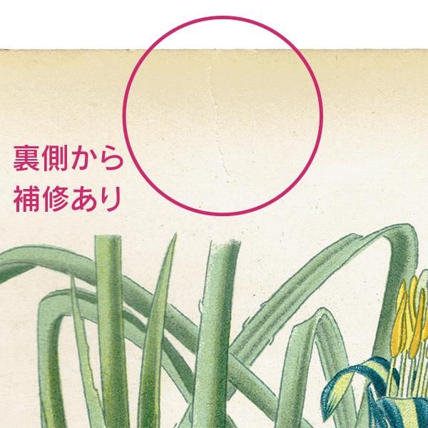 ꥹ ƥ ܥ˥륢 / ʪ ¿ BILLBERGIA NUTANS 襦饯ĥĥʥʥ 1896ǯ 0642