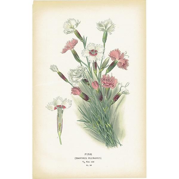 ꥹ ƥ ܥ˥륢 / ʪ ¿ PINK / DIANTHUS PLUMARIUS ĥʥǥ 1896ǯ 0643