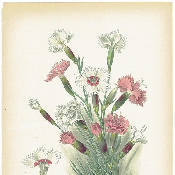 ꥹ ƥ ܥ˥륢 / ʪ ¿ PINK / DIANTHUS PLUMARIUS ĥʥǥ 1896ǯ 0643