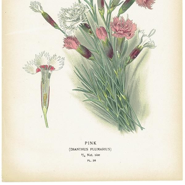 ꥹ ƥ ܥ˥륢 / ʪ ¿ PINK / DIANTHUS PLUMARIUS ĥʥǥ 1896ǯ 0643