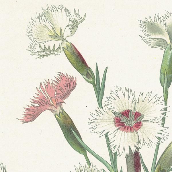 ꥹ ƥ ܥ˥륢 / ʪ ¿ PINK / DIANTHUS PLUMARIUS ĥʥǥ 1896ǯ 0643