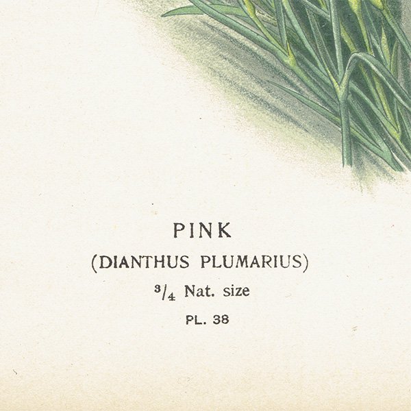 ꥹ ƥ ܥ˥륢 / ʪ ¿ PINK / DIANTHUS PLUMARIUS ĥʥǥ 1896ǯ 0643