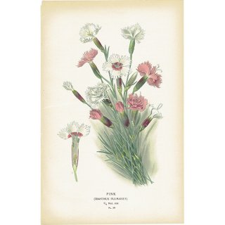 イギリス アンティーク ボタニカルアート / 植物画 多色石版 PINK / DIANTHUS PLUMARIUS タツタナデシコ 1896年 0643
