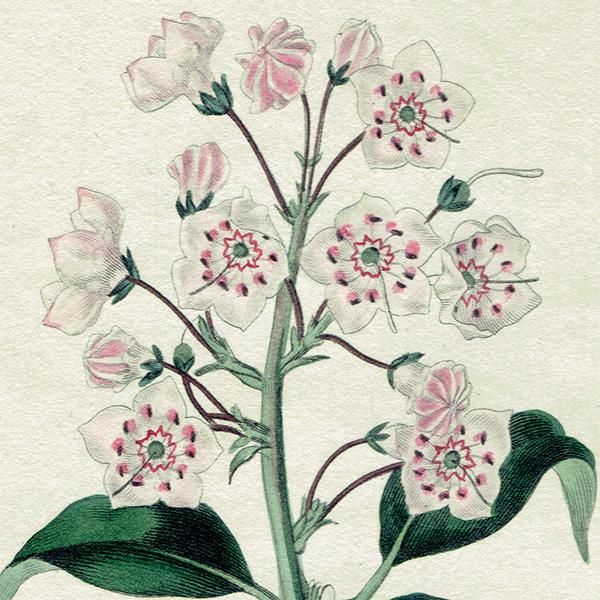 ★イギリス　ボタニカルアート　③ 19世紀のイギリス アンティーク 植物画 ボタニカルアート 野の花