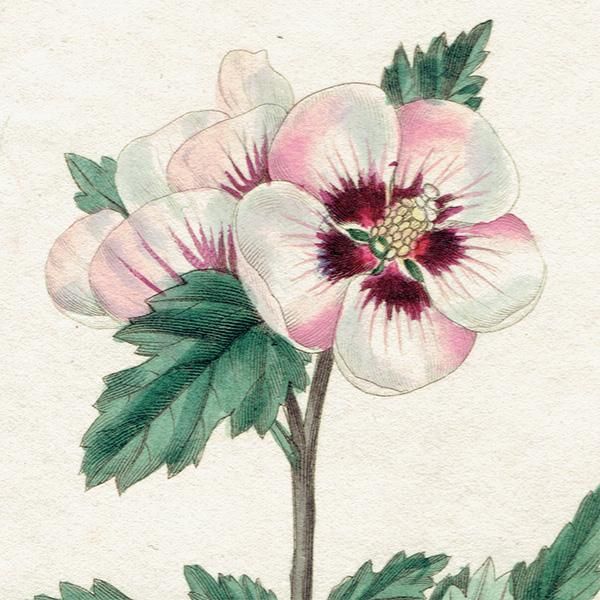 イギリスアンティーク ボタニカルアート 【ボタニック・ガーデン