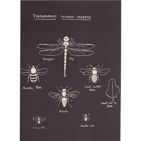 ƩΤ뺫Transparent Winged insects ȥܤ˪ ꥹ 1930ǯ 1112