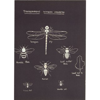 透明な翼のある昆虫（Transparent Winged insects） トンボや蜂 イギリス 1930年代 1112