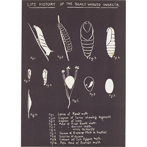 ʴʤפˤΤ뺫ˡLife History of The Scaly winged Insects ꥹ 1930ǯ 1111