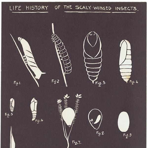 ʴʤפˤΤ뺫ˡLife History of The Scaly winged Insects ꥹ 1930ǯ 1111