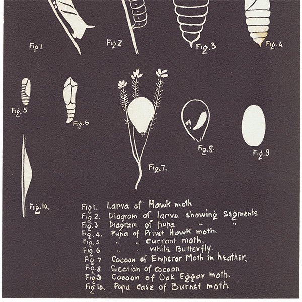 ʴʤפˤΤ뺫ˡLife History of The Scaly winged Insects ꥹ 1930ǯ 1111