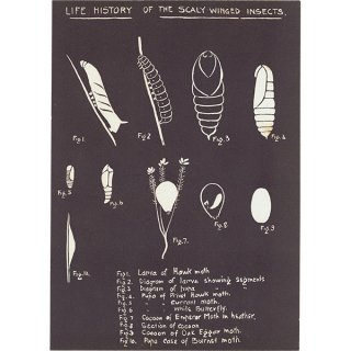 鱗粉（りんぷん）の翼のある昆虫の生活史（Life History of The Scaly winged Insects） イギリス 1930年代 1111