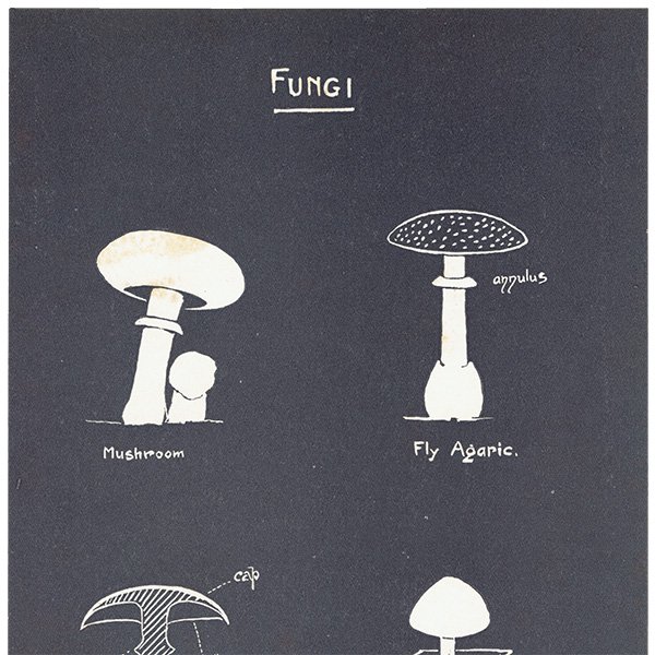 キノコの図（Fungi）マッシュルームやベニテングタケ イギリス 1930年代 1101