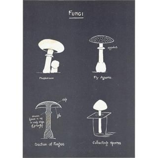 ΥοޡFungi˥ޥå롼٥˥ƥ󥰥 ꥹ 1930ǯ 1101