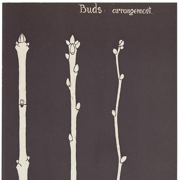 Ĥܤߤ֡Buds arrangement˥ء ꥹ 1930ǯ 1102