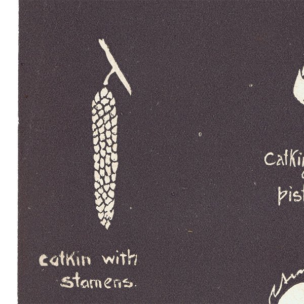 ءμʴHazel. catkins - wind pollination ꥹ 1930ǯ 1103