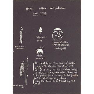 ءμʴHazel. catkins - wind pollination ꥹ 1930ǯ 1103