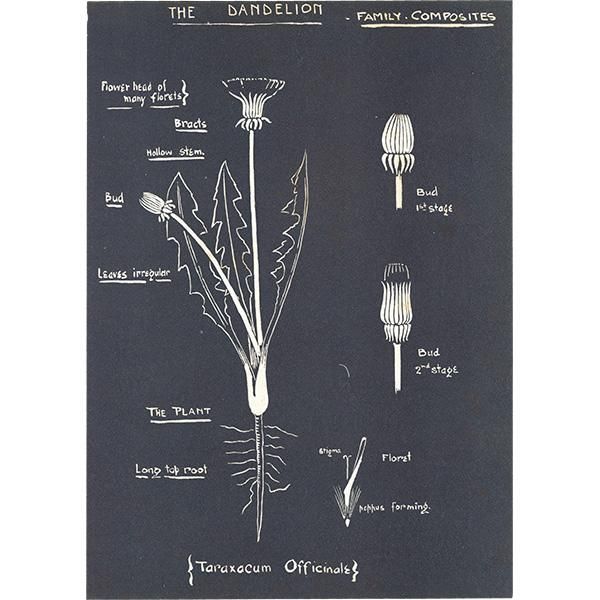 タンポポ（The Dandelion）の図 イギリス 1930年代 1105