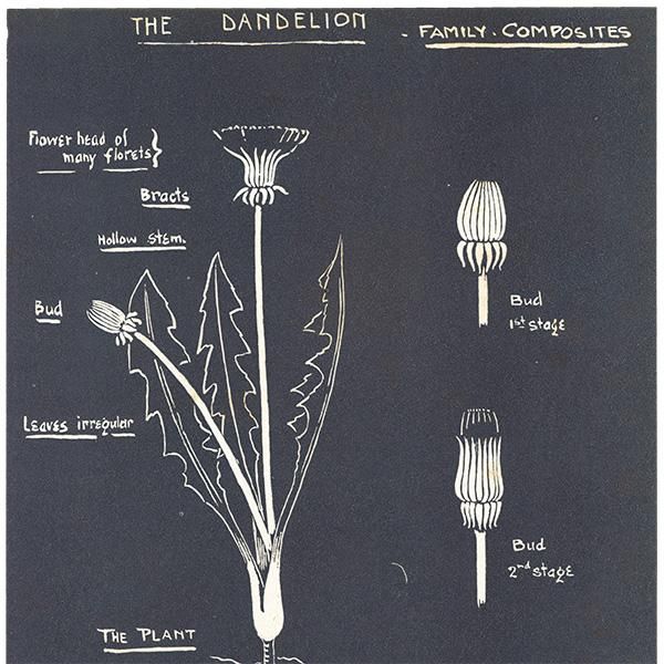 タンポポ（The Dandelion）の図 イギリス 1930年代 1105