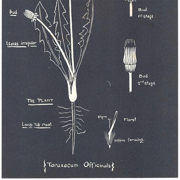 タンポポ（The Dandelion）の図 イギリス 1930年代 1105