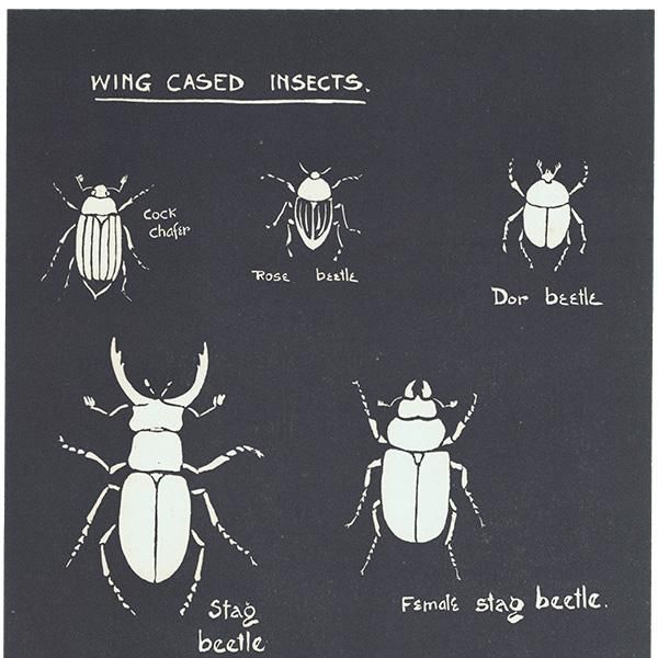 羽のある昆虫（Wing cased insects）クワガタやテントウムシなど