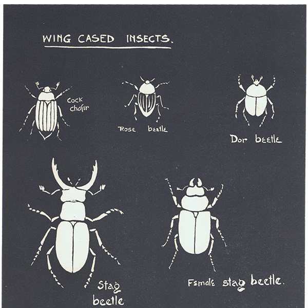 羽のある昆虫（Wing cased insects）クワガタやテントウムシなど昆虫図 イギリス 1930年代 1110