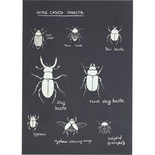 Τ뺫Wing cased insects˥塞ƥȥॷʤɺ ꥹ 1930ǯ 1110
