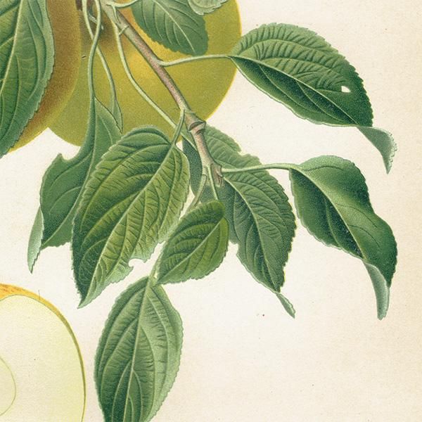 antique ドイツの果実学 リンゴ 植物画　豪華目額装 antique ドイツの果実学 リンゴ 植物画 豪華目額装 - メルカリ