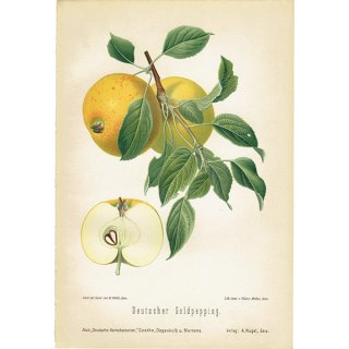 ドイツの果実学 リンゴ 植物画 アンティーク ボタニカルアート 1894年 1001