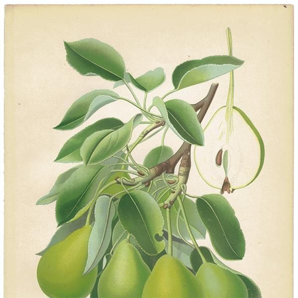 博物図鑑1958年（ドイツ）192枚の昆虫図版ボタニカルアート 博物図鑑1958年（ドイツ）192枚の昆虫図版ボタニカルアート