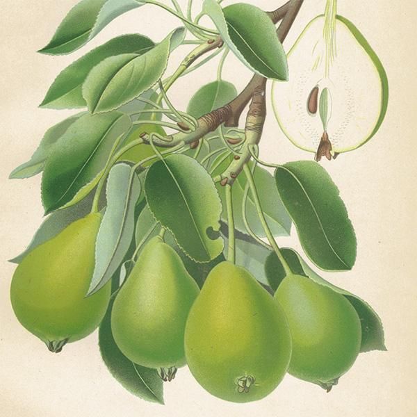 洋梨　絵画 スウェーデン 洋梨のアンティーク ボタニカルアート（ナシ）果実