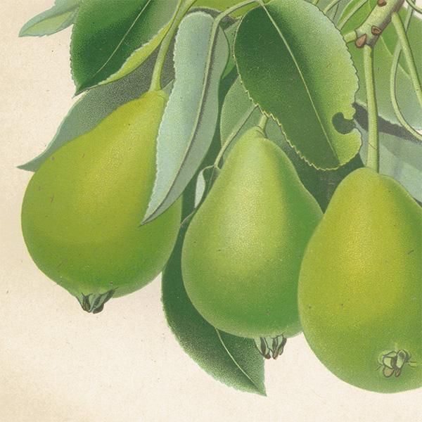 洋梨　絵画 スウェーデン 洋梨のアンティーク ボタニカルアート（ナシ）果実