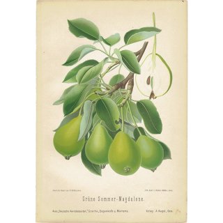 ドイツの果実学 ナシ（洋梨） 植物画 アンティーク ボタニカルアート 1894年 1002