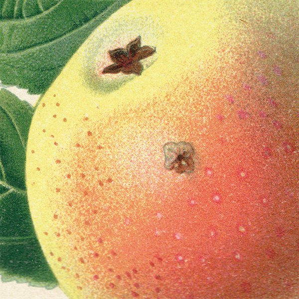 ドイツの果実学 リンゴ 植物画 アンティーク ボタニカルアート 1894年 1003