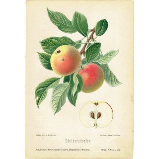ドイツの果実学 リンゴ 植物画 アンティーク ボタニカルアート 1894年 1003