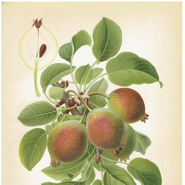 ドイツの果実学 ナシ（洋梨） 植物画 アンティーク ボタニカル