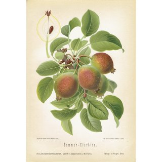 ドイツの果実学 ナシ（洋梨） 植物画 アンティーク ボタニカルアート 1894年 1004