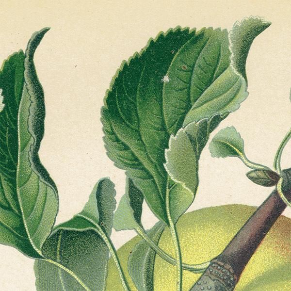 antique ドイツの果実学 リンゴ 植物画　豪華目額装 ドイツの果実学 リンゴ 植物画 アンティーク ボタニカルアート