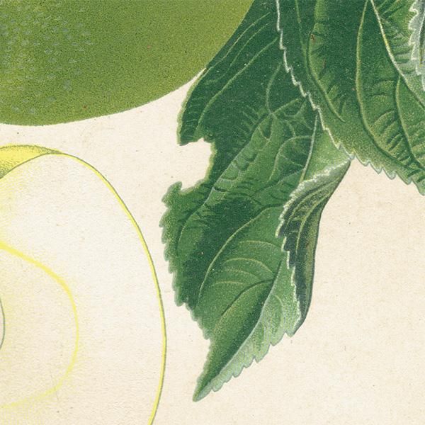 antique ドイツの果実学 リンゴ 植物画　豪華目額装 ドイツの果実学 リンゴ 植物画 アンティーク ボタニカルアート