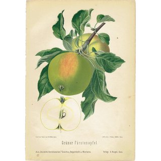 ドイツの果実学 リンゴ 植物画 アンティーク ボタニカルアート 1894年 1005