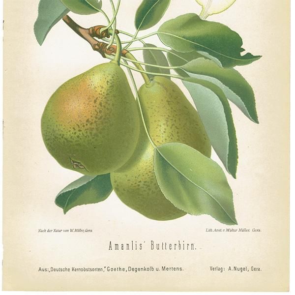 ドイツの果実学 ナシ（洋梨） 植物画 アンティーク ボタニカルアート