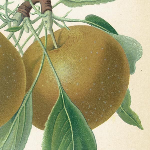 ドイツの果実学 リンゴ 植物画 アンティーク ボタニカルアート