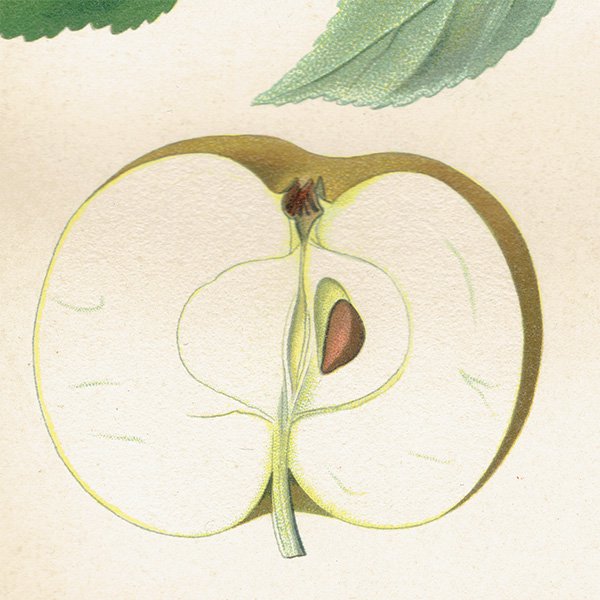 ドイツの果実学 リンゴ 植物画 アンティーク ボタニカルアート 1894年 1007