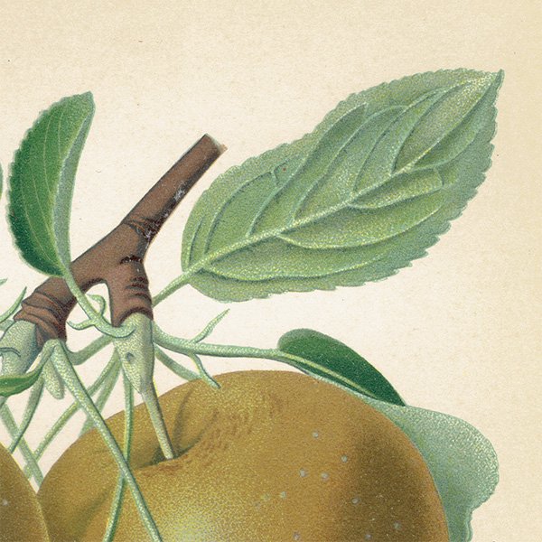 ドイツの果実学 リンゴ 植物画 アンティーク ボタニカルアート 1894年 1007