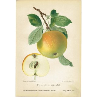 ドイツの果実学 リンゴ 植物画 アンティーク ボタニカルアート 1894年 1008