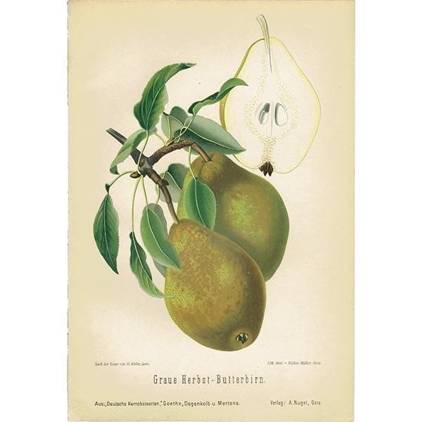 洋梨　絵画 ドイツの果実学 ナシ（洋梨） 植物画 アンティーク ボタニカル