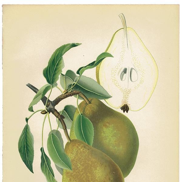 博物図鑑1958年（ドイツ）192枚の昆虫図版ボタニカルアート 博物図鑑